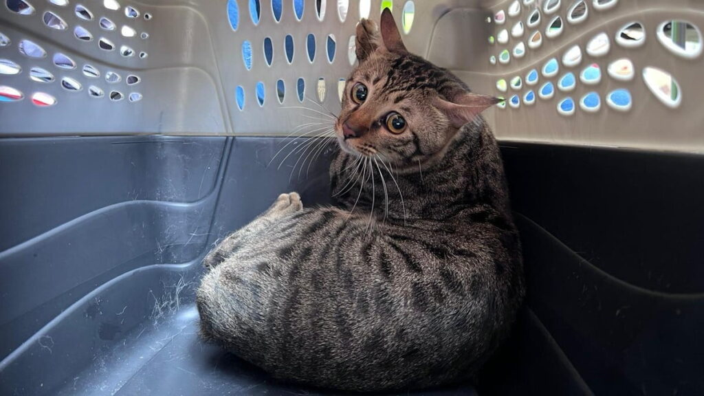 宏福苑五級火｜當局救出逾200隻動物　愛協指會盡力協助寵物主人團聚